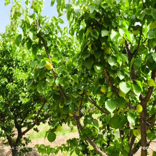 هزارمترباغ