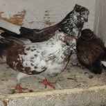 یه جفت سوسک قاره بفروش میرسد