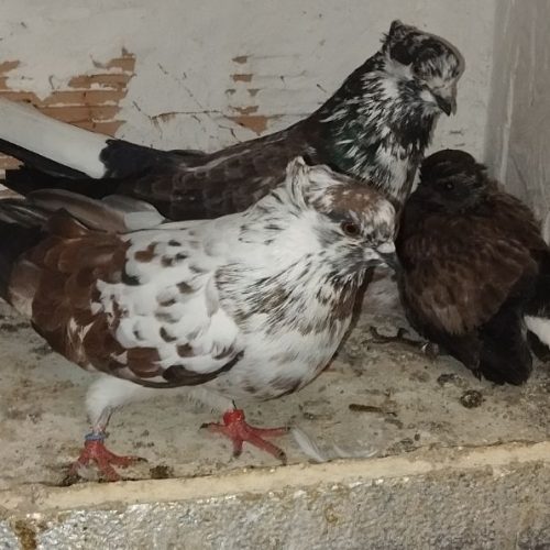 یه جفت سوسک قاره بفروش میرسد