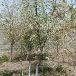 فروش رمین 230 متری