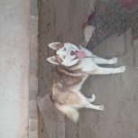 سگ هاسگی نر چشم آبی زیر قیمت