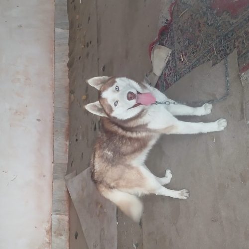 سگ هاسگی نر چشم آبی زیر قیمت