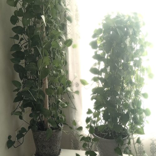 گل های تزئینی مصنوعی و طبیعی