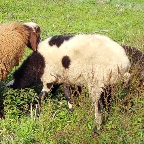 گوسفند زنده بره نر