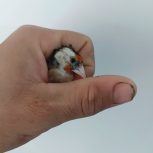 فروش سهره ماده