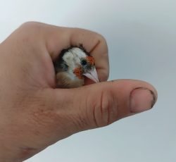 فروش سهره ماده