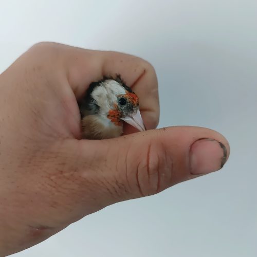 فروش سهره ماده