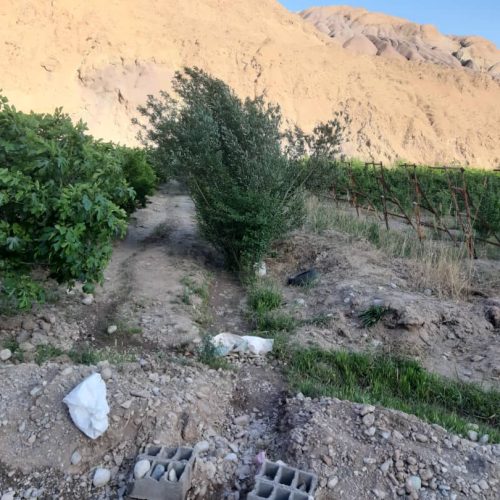 باغ انار و گلابی