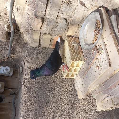 دو عدد کبوتر رنگی ودورگ درج یک