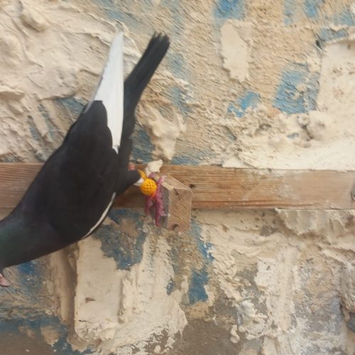 دو عدد کبوتر رنگی ودورگ درج یک