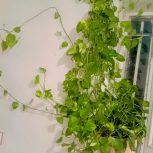 گل بزرگ و خوشکل