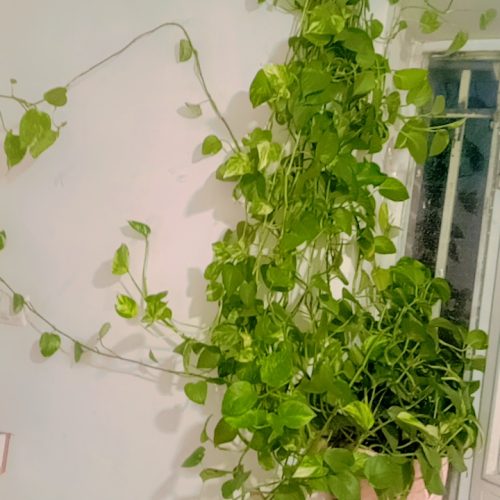 گل بزرگ و خوشکل