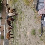 گوسفند پروار چاق