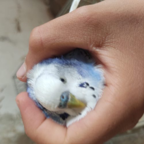 جفت مرغ عشق بالغ،بدون قفس