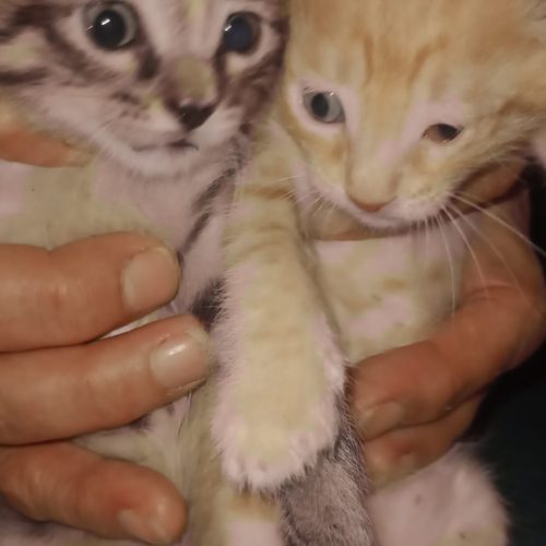 توله گربه خانگی