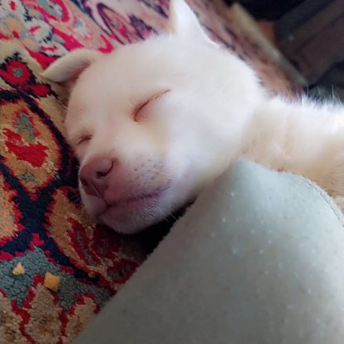 توله اشپیتز