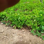 نهال یا بوته گوجه فرنگی کوهسرخ موجوده