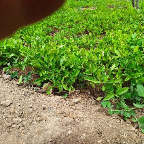 نهال یا بوته گوجه فرنگی کوهسرخ موجوده