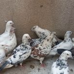 تعداد 30 طوق کفتر پرشی سالم