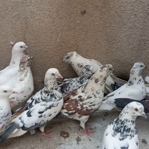 تعداد 30 طوق کفتر پرشی سالم