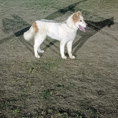 سگ ماده