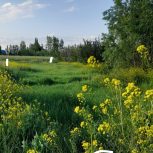 یک قطعه زمین روستای گرجان 200متر