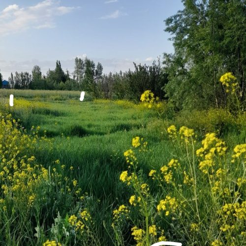 یک قطعه زمین روستای گرجان 200متر