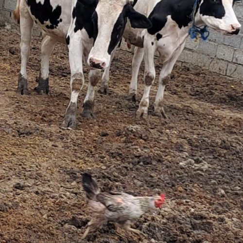 گاو گوساله جنس خوب