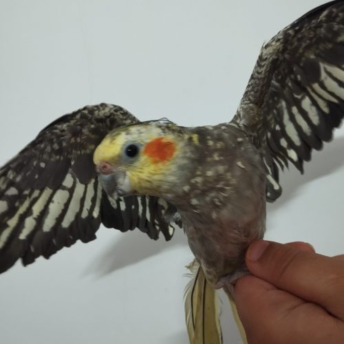 دو جفت عروس هلندی با قفس