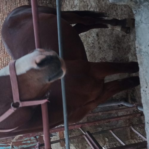 سلام یه اسب کردی 7سال