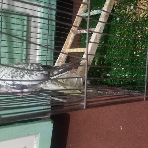 عروس هلندی مرواریدی