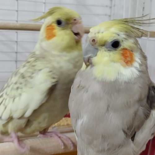 عروس هلندی نر و ماده برای فروش