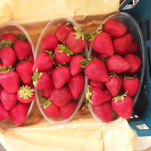 میوه های لوکس سردرختی