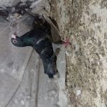 کبوتر مسافتی