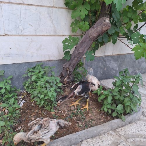 سه عدد جوجه لاری اشوما اصیل واکسن خورده