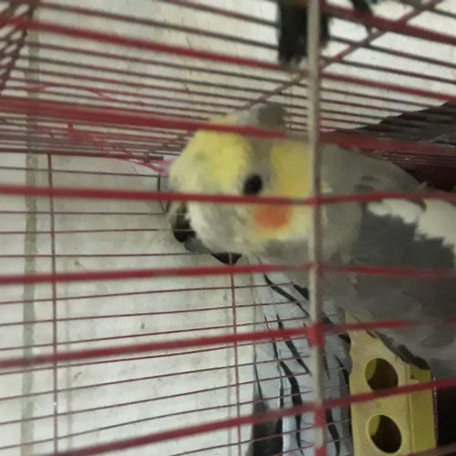 عروس هلندی نر قیمت 1350000مشتری واقعی تماس