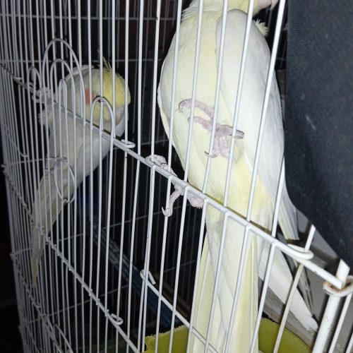 عروس.کوتوله مرغ عشق