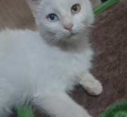 گربه چشم دورنگ