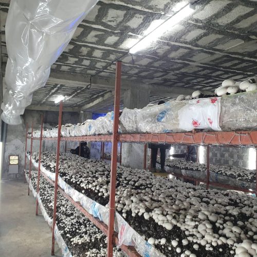 فروش و واگذاری تجهیرات سالن پرورش قارچ (بدون پیش پرداخت)