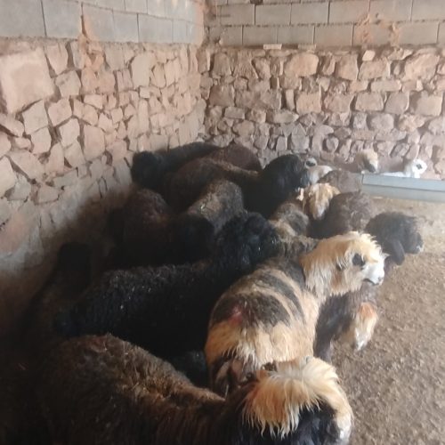 بره فروشی برای پرواربندی