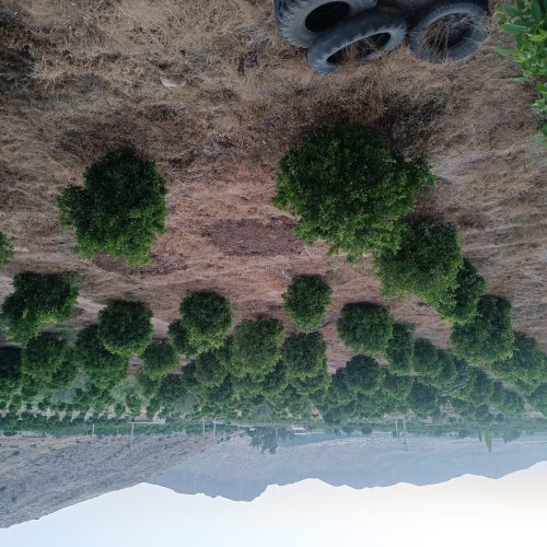 فروش چند قطعه باغ شهری