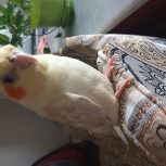 عروس هلندی