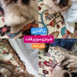سگ شیزو سوپر فلت
