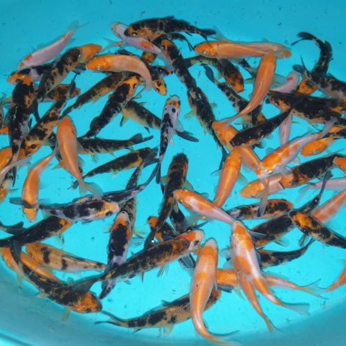 ماهی کوی رنگارنگ اصیل شاداب استخر برکه حوض آب