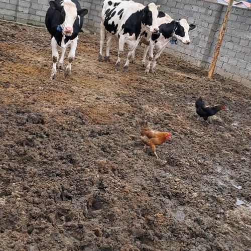 چند رس گاو و گوساله جنس خوب به فروش میرسد