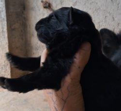 توله ژرمن بلک