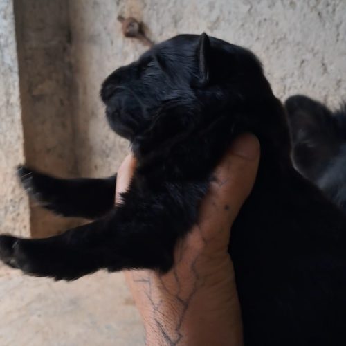 توله ژرمن بلک