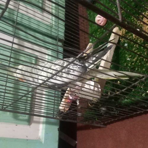 عروس هلندی مرواریدی