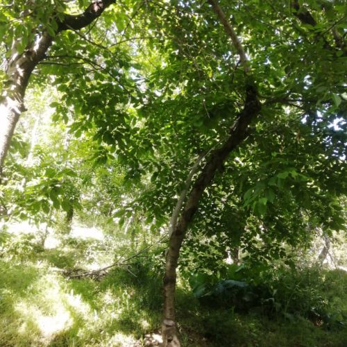 فروش یا معاوضه باغ میوه