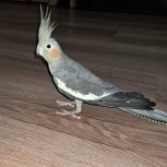 عروس هلندی